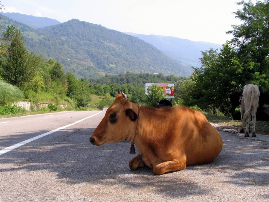 Коровы на дорогах — привычная картина в Абхазии