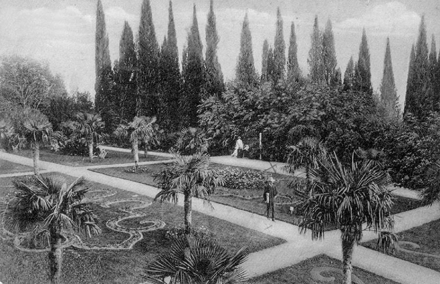 Общий вид пальмовой аллеи в начале XX века. Фото с официального сайта НБС