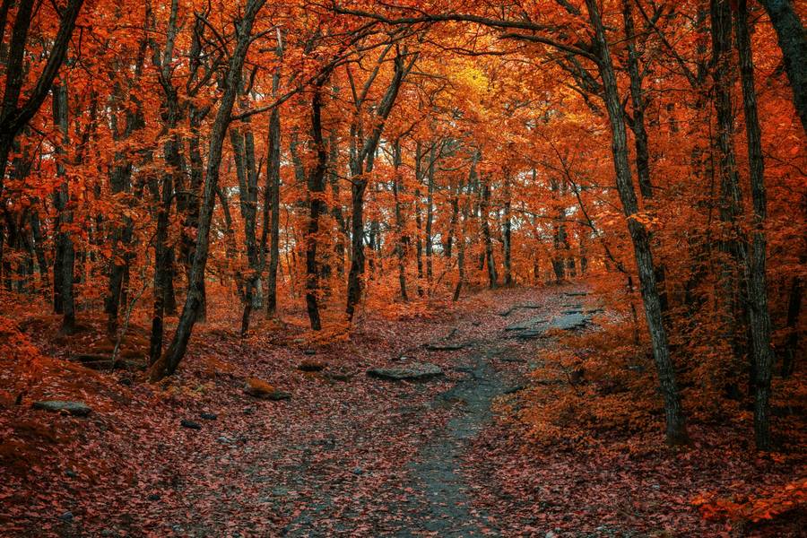 Осень в крымском лесу. Источник:&nbsp;unsplash.com