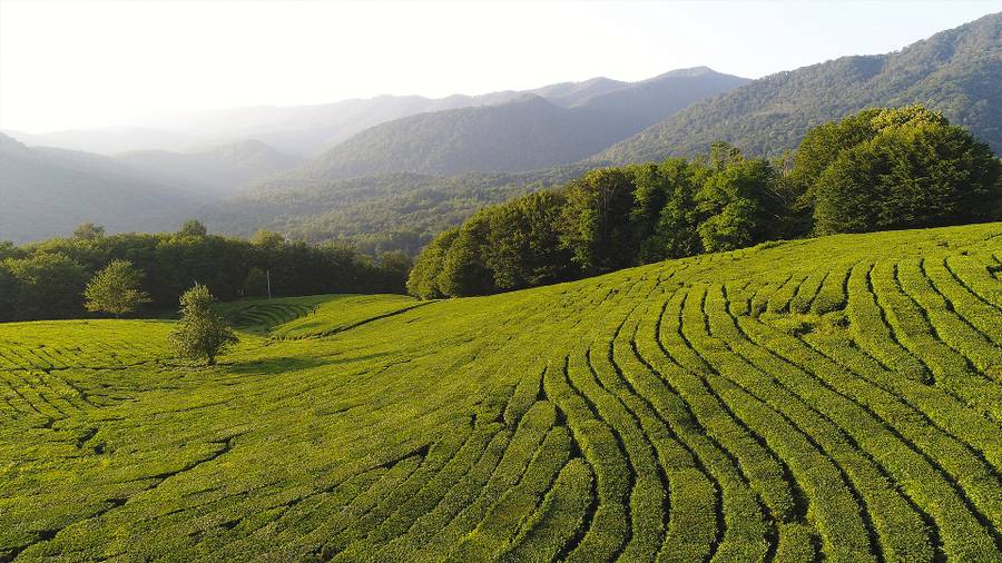 Чайные плантации Мацесты. Фото: parkhotel-sochi.ru 