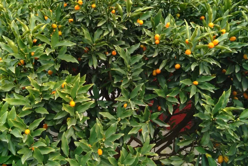 gallery_photo