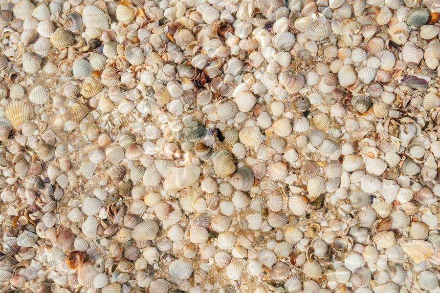 На отдельных участках в воде встречаются ракушки. Источник:&nbsp;pexels.com
