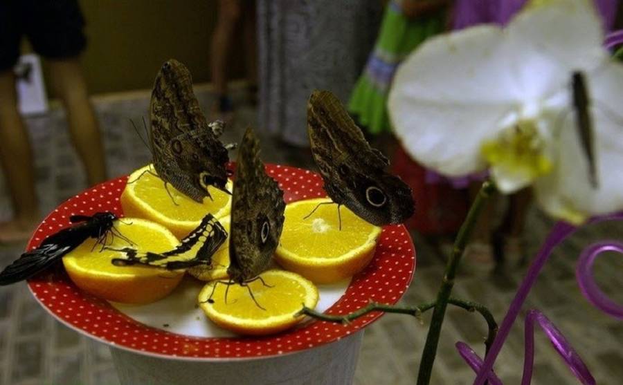 Ферма бабочек. Фото: tur-ray.ru