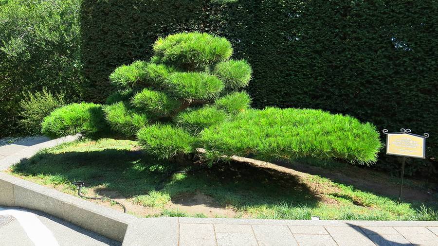 Сосна-бонсай в знаменитом партенитском парке. Источник: фотобанк Лори