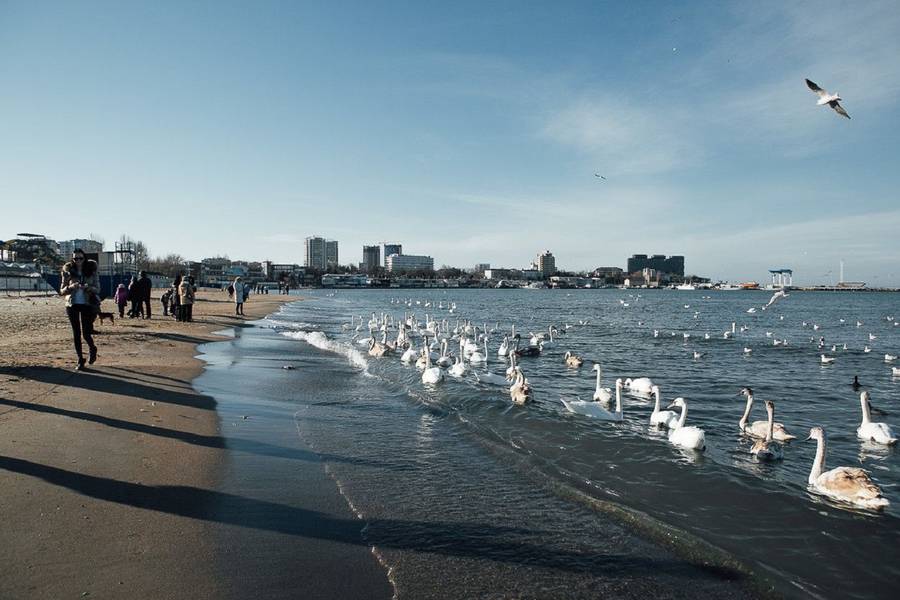 Белые лебеди на пляже Анапы. Фото: kubnews.ru