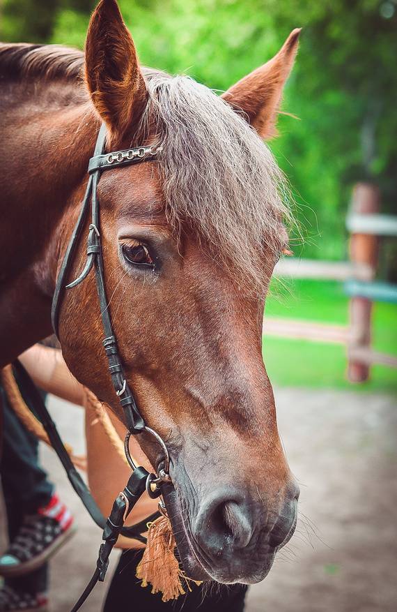 В Ольгинке конные прогулки популярны среди туристов. Источник: фотобанк Лори