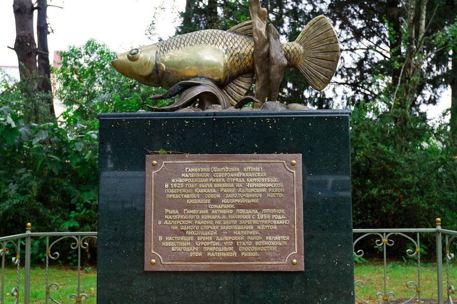 Памятник рыбке Гамбузии. Фото: besker.ru