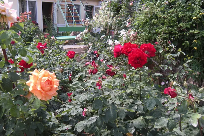 gallery_photo