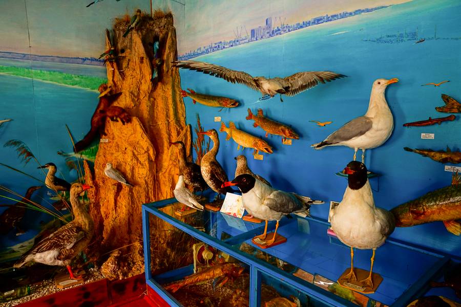 Птицы в музее Глафировки