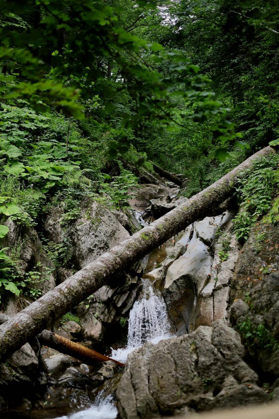Красота природы в её несовершенстве. Источник: pexels