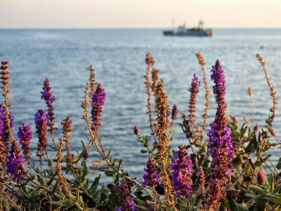 Севастопольское умиротворение. Источник: Unsplash.com