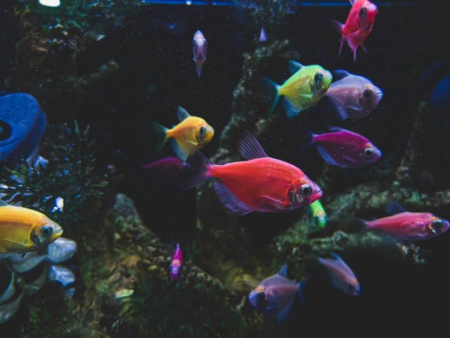 Океанариум. Источник: unsplash.com