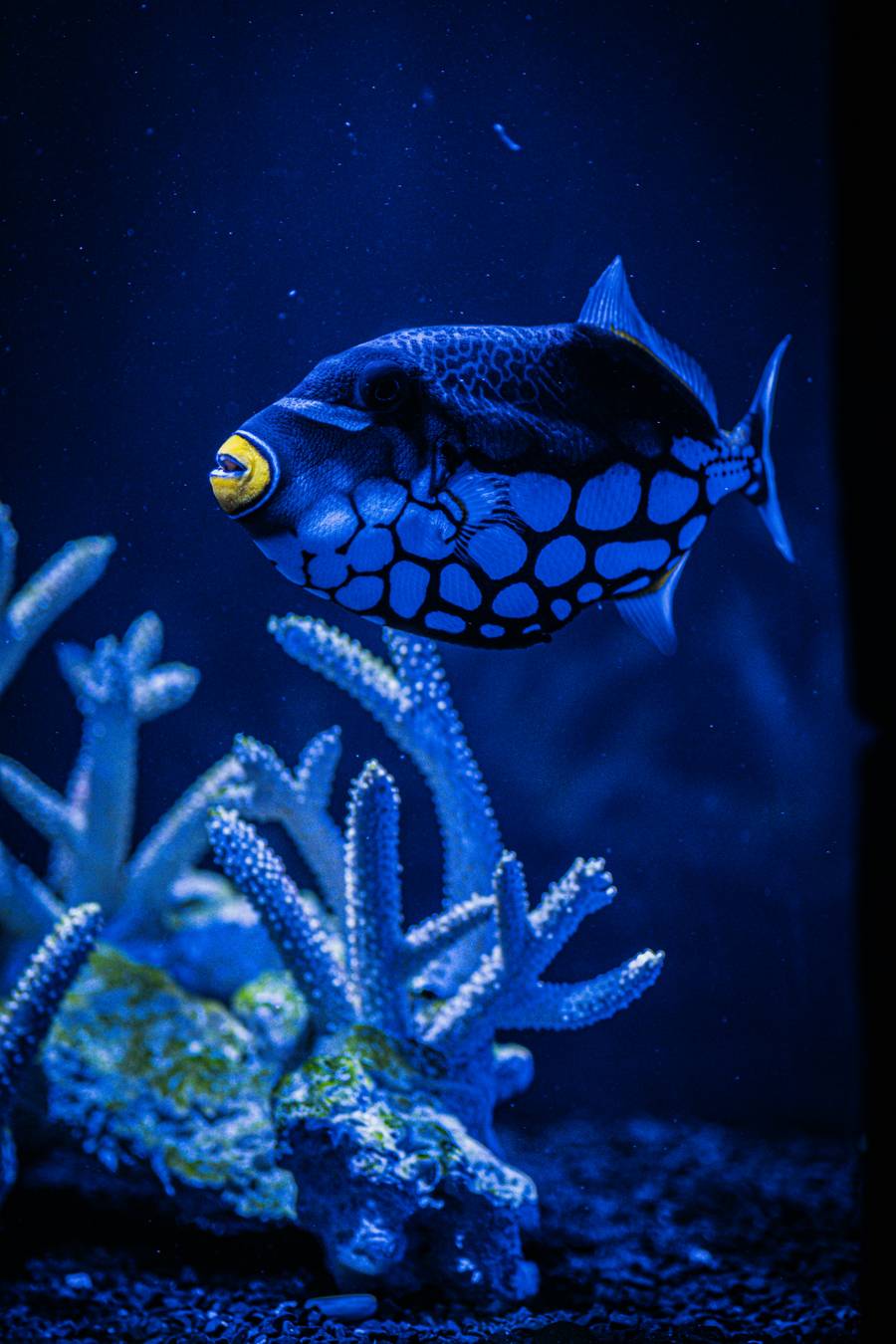 В океанариуме вы сможете полюбоваться обитателями подводных глубин со всего мира.&nbsp;Источник: unsplash.com