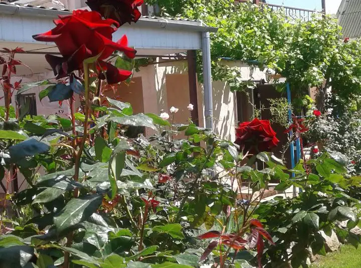 gallery_photo