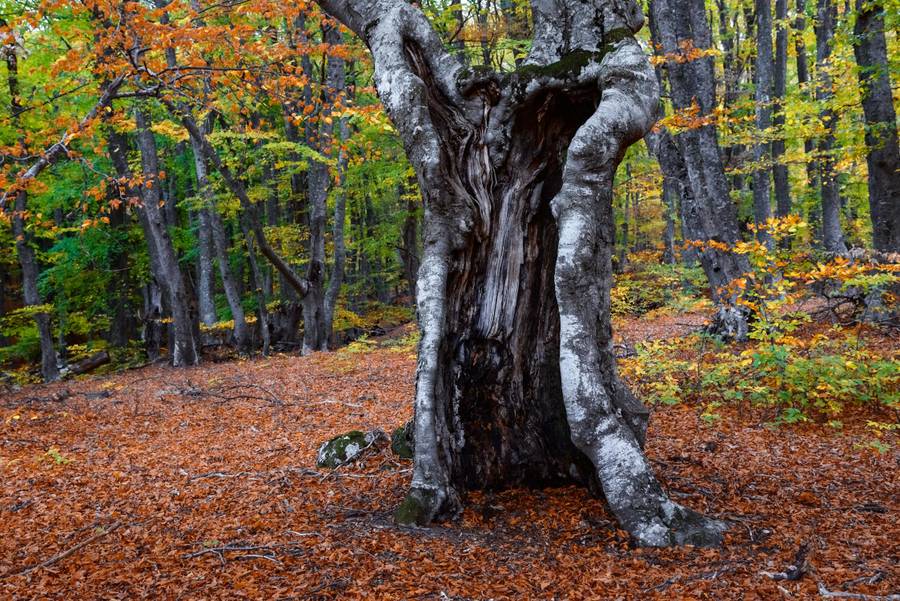 Осенняя Алушта. Источник:&nbsp;pexels.com