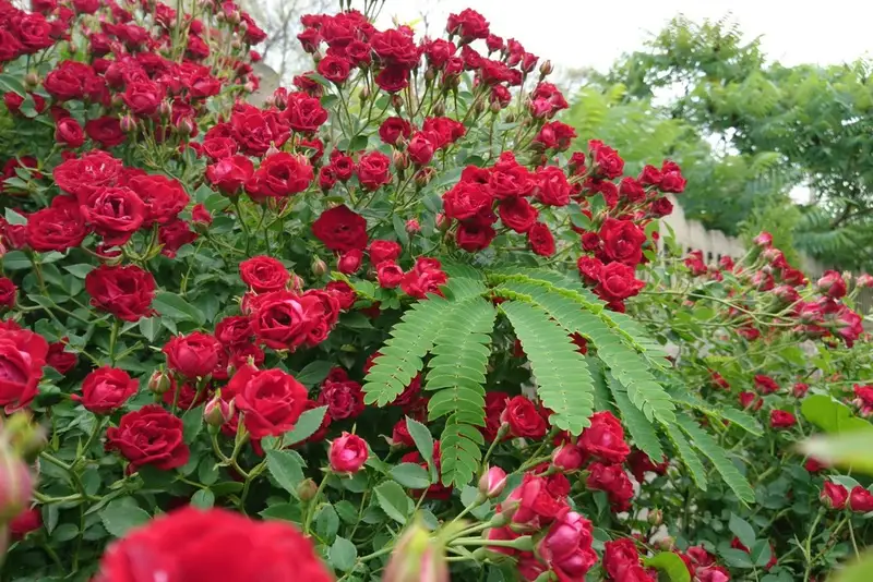 gallery_photo