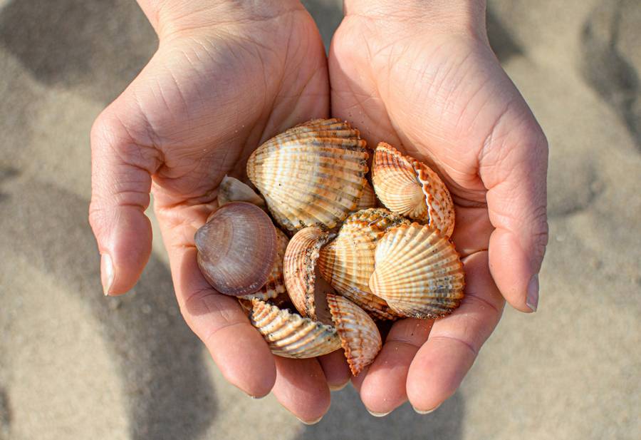 На Золотом берегу можно найти уйму красивых ракушек. Источник:&nbsp;unsplash.com
