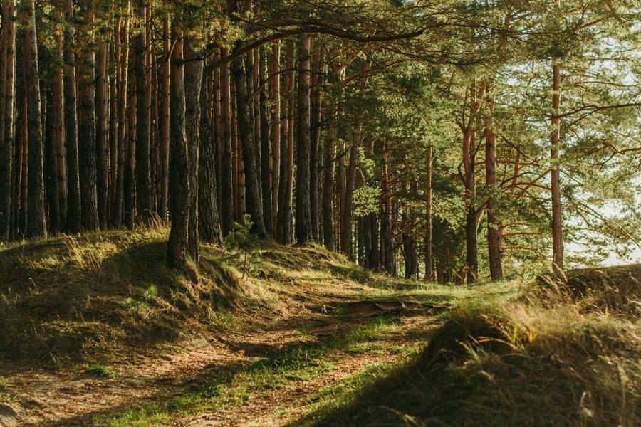 Прогулка по сосновому лесу полезна для здоровья. Источник:&nbsp;unsplash.com
