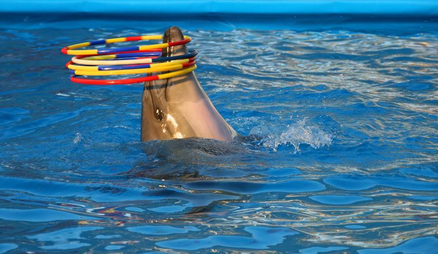 Визит в дельфинарий — это гарантированные позитивные впечатления. Источник: Lori.ru