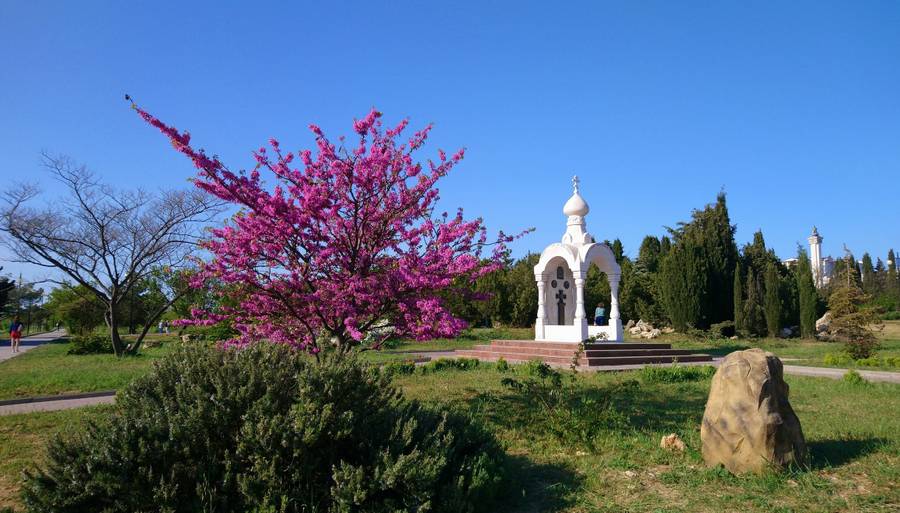 Цветущее Иудино дерево в Парке Победы