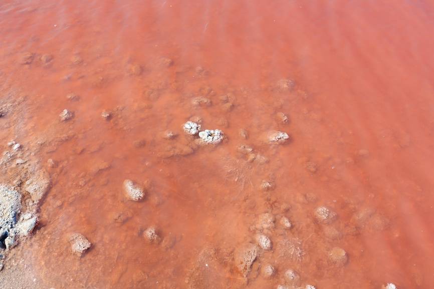 Одноклеточная водоросль Dunaliella salina.&nbsp;

©&nbsp;Юрий Брыкайло&nbsp;/ Фотобанк Лори

