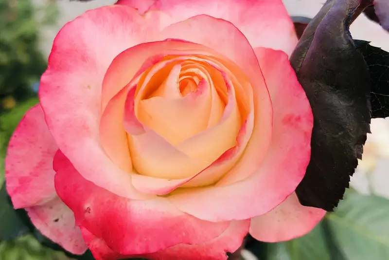 gallery_photo