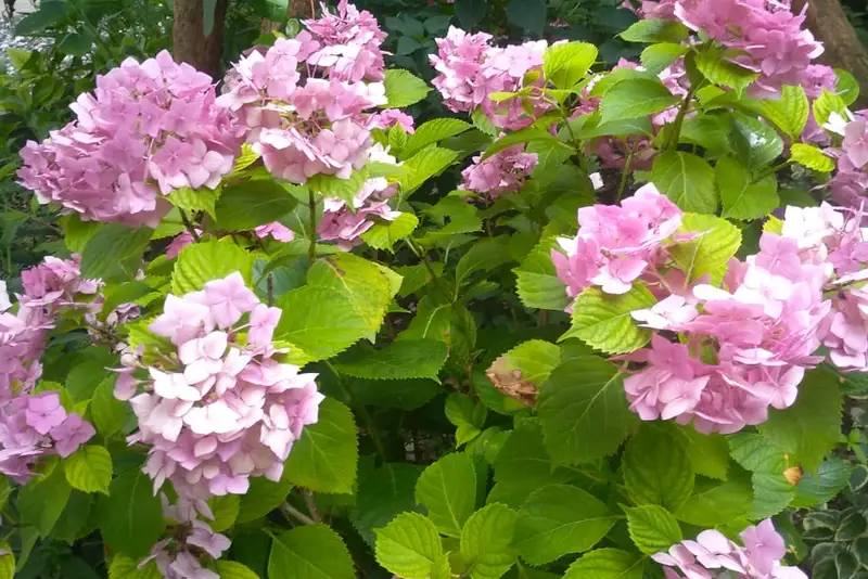 Цветущая гортензия у дома. июнь начало июля