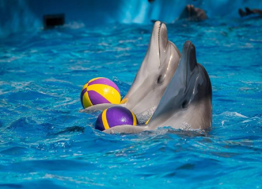 Дельфинарий в Голубицкой. Фото: официальный сайт дельфинария
