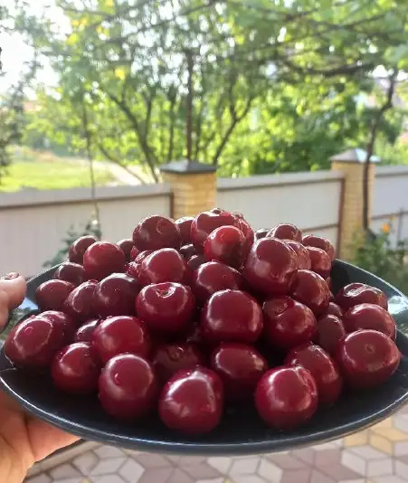 Мы угостим Вас ягодой и фруктами с нашего сада