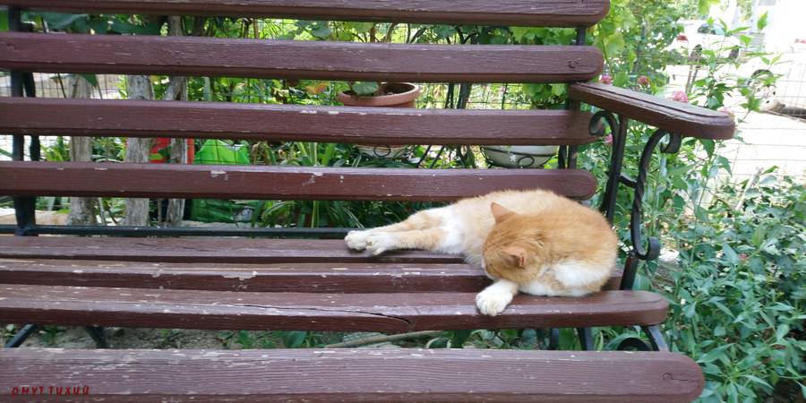 Кот отдыхает на лавочке в Партените. Коту все нравится)<br>