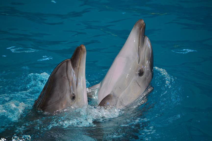 Посещение дельфинария подарит незабываемые впечатления взрослым и детям. Источник: фотобанк Лори