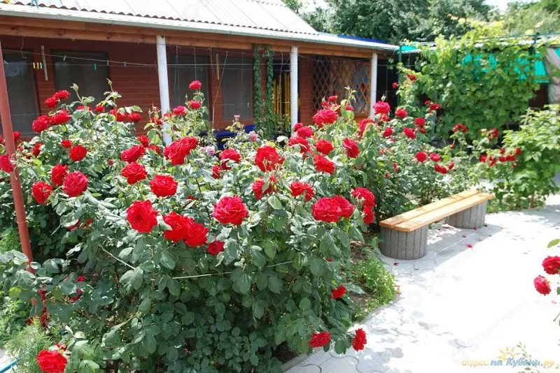 gallery_photo