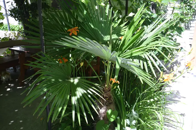gallery_photo
