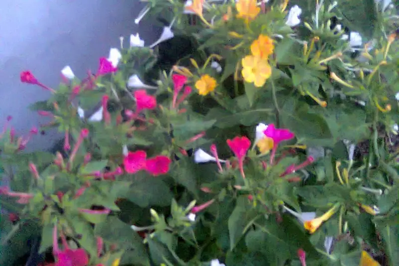 gallery_photo