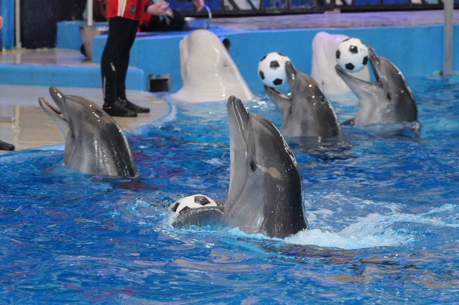 Дельфины-футболисты. Такое тоже возможно. Фото: Станислав Попов