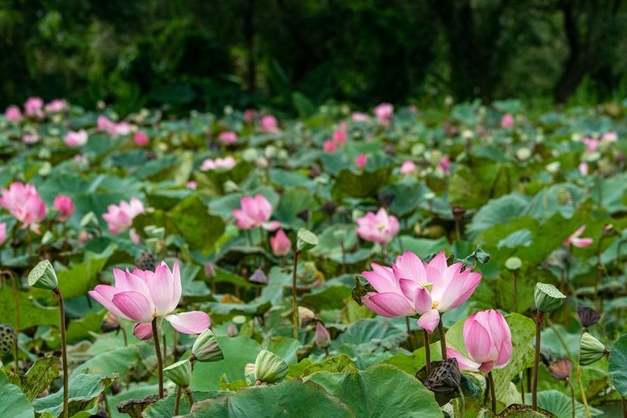 Лотосы Ахтанизовского лимана. Источник:&nbsp;pexels.com