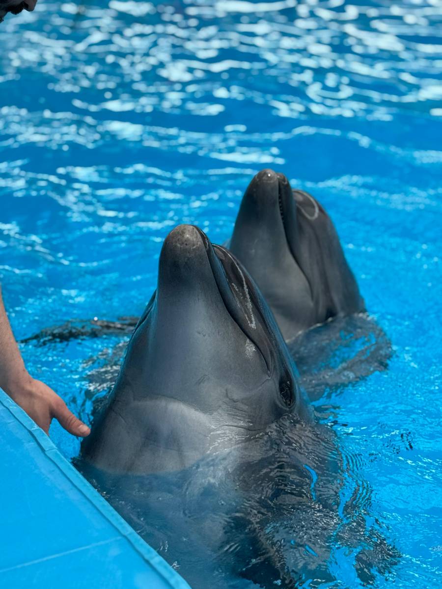 Выступление дельфинов. Источник: pexels.com