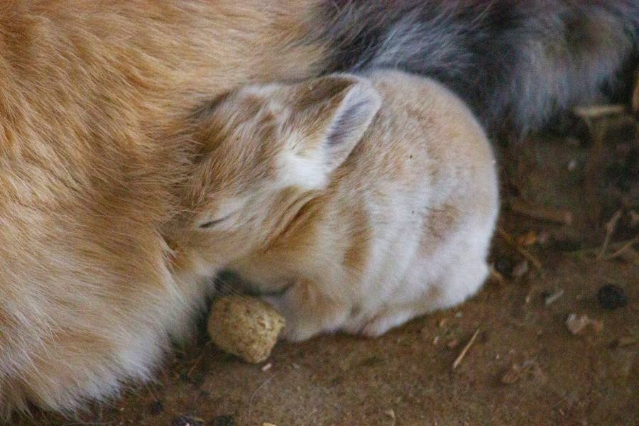 Лишний раз животных Сафари-парка беспокоить не стоит. Источник:&nbsp;unsplash.com