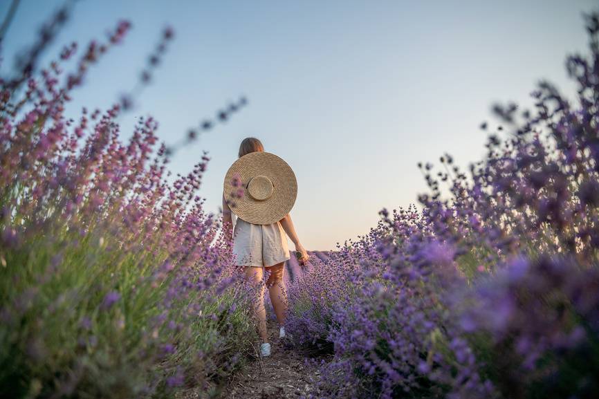 Природное великолепие лавандового поля.&nbsp;

©&nbsp;svetograph&nbsp;/ Фотобанк Лори

