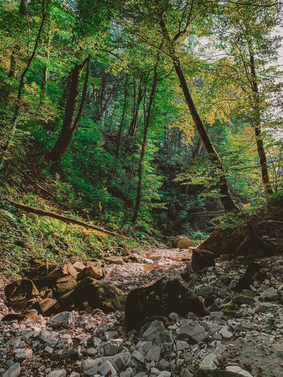Природа в Гуамке. Источник: unsplash.com