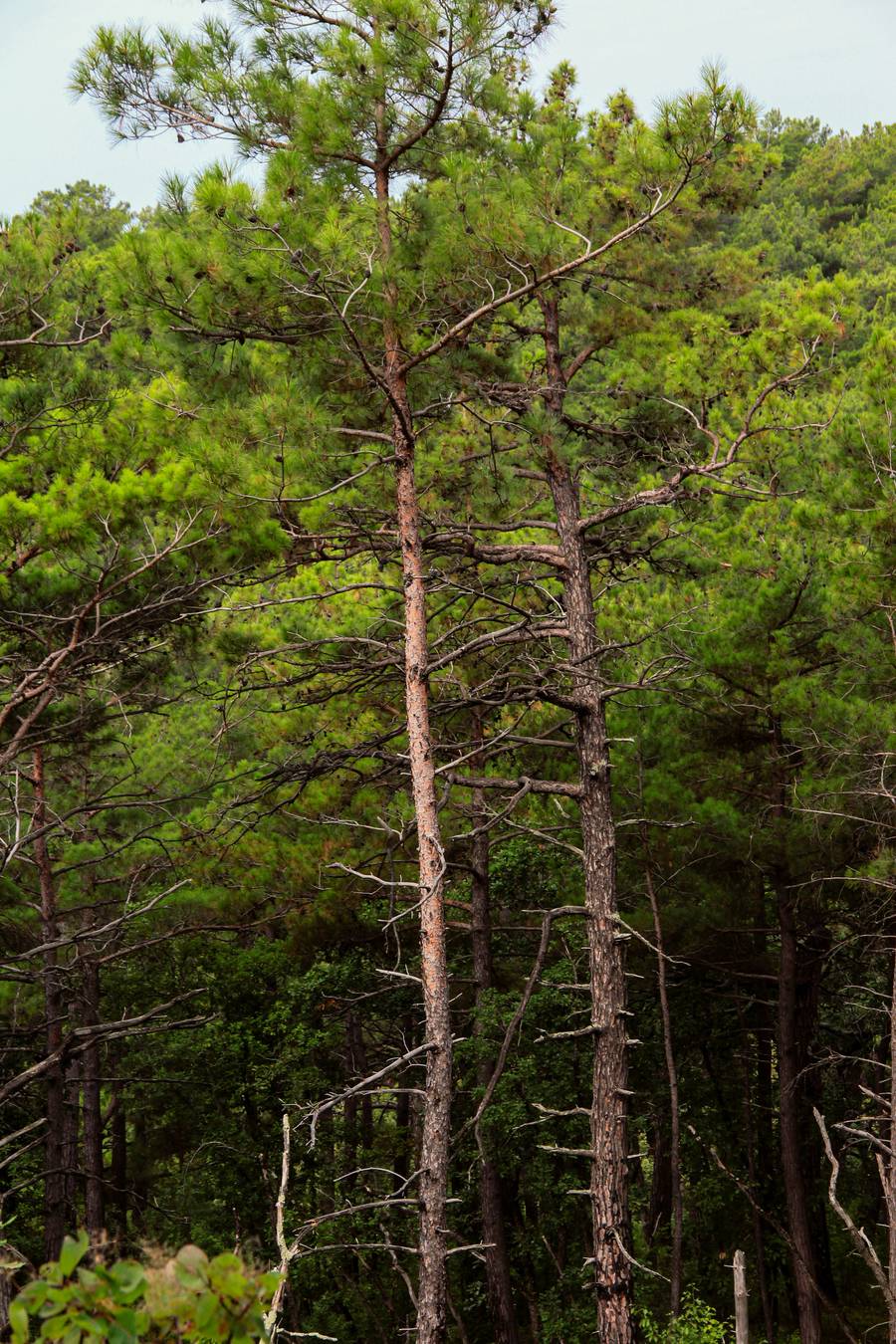 Сосновая роща в Джанхоте.&nbsp;Источник: unsplash.com