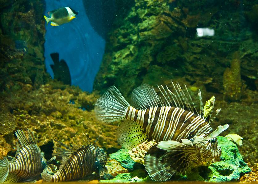 В океанариуме вы сможете погрузиться в атмосферу океана. Источник: фотобанк Лори