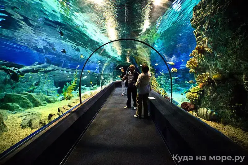 Внутри Сочинского океанариума. Источник: куда на море.ру