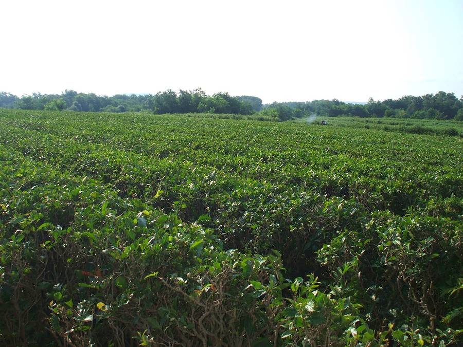
Чайные плантации Дурипша. Фото: abhasiya.blogspot.com