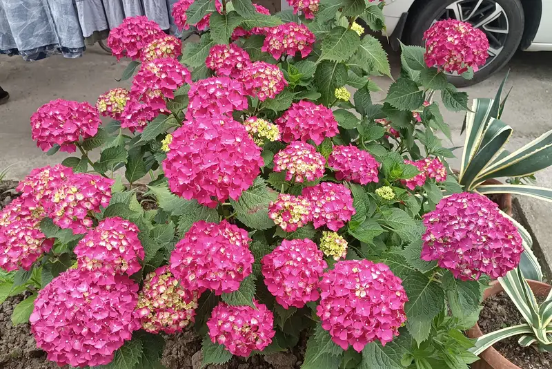 gallery_photo