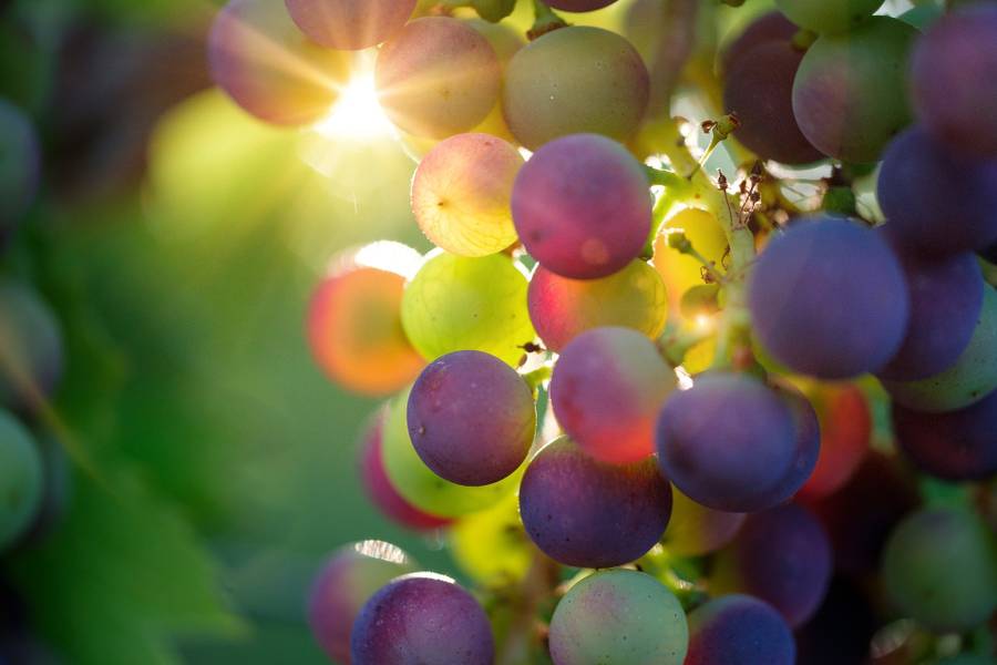 Виноделие — наука тонкая. Фото: pixabay.com