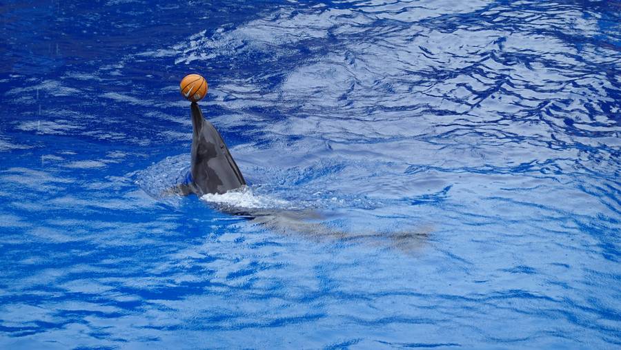 Дельфин, играющий с мячиком, наверняка вызовет восторг у самых маленьких зрителей.&nbsp;Источник: pexels.com