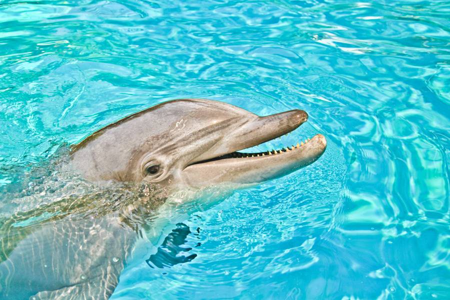 Веселые артисты дельфинарий в Алуште подарт заряд позитива на несколько дней. Источник: Pexels.com