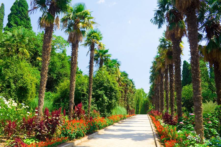Пальмы Никитского ботанического сада