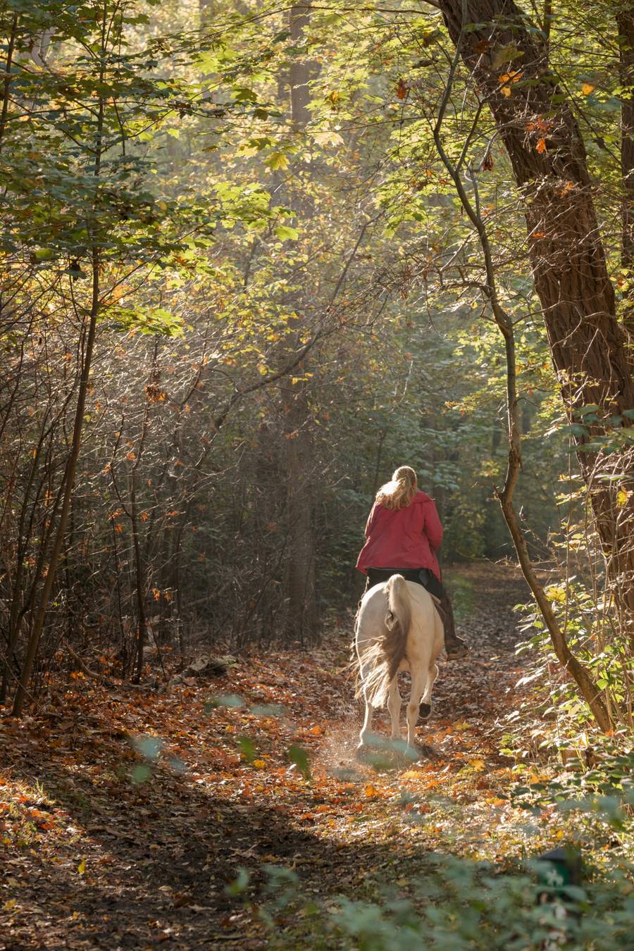 Вокруг озера можно покататься на лошадке.&nbsp;Источник: unsplash.com